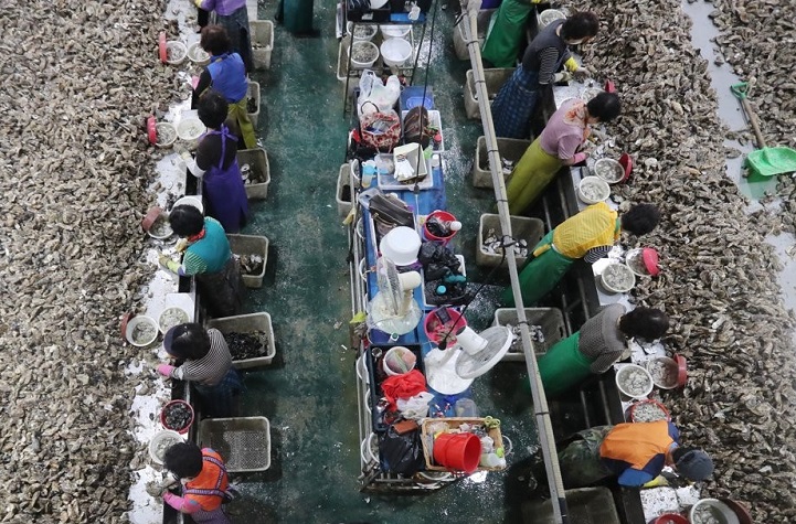 Women are at work at a facility for shelling oysters in Tongyeong on South Korea’s southern coast on Oct. 17, 2019. (Yonhap