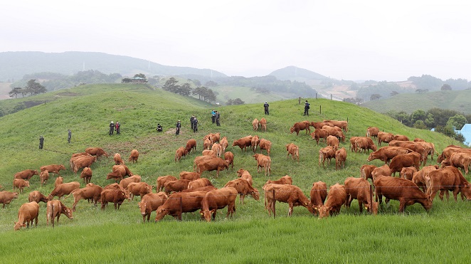 Cows are put out to pasture at Daegwallyeong Pass in PyeongChang, Gangwon Province, northeastern South Korea, on May 31, 2021. (Yonhap)
