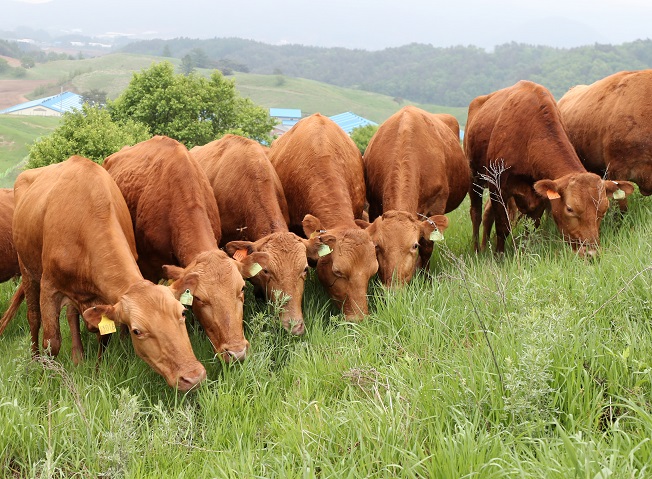 More than 300 cattle graze after being put out to pasture at Daegwallyeong Pass in PyeongChang, Gangwon Province, northeastern South Korea, on May 31, 2021, for the first time this year from a shed of the National Institute of Animal Science, where they are raised for research purposes. (Yonhap)
