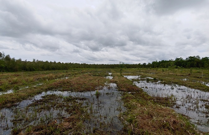 S. Korea to Develop Income Model for Indonesia’s Peatlands