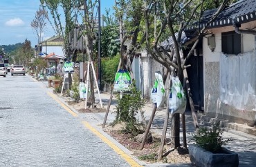 Jeonju Installs Water Bags to Save Street Trees from Scorching Summer Heat