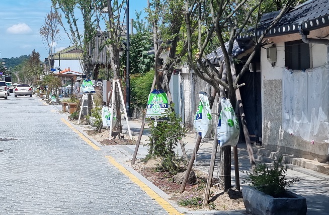 Jeonju Installs Water Bags to Save Street Trees from Scorching Summer Heat