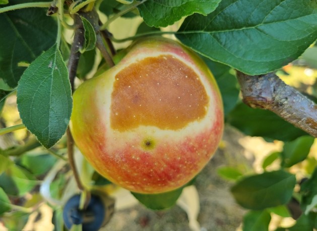This photo provided by the Gangwon Agricultural Training Center on July 28, 2021, shows sunburn on an apple. 