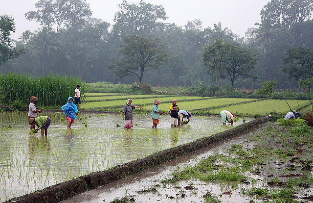 Javanese women planting rice in a ricefield near Prambanan, Yogyakarta. (image: Public Domain)