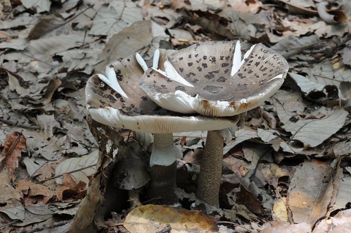 Poisonous Mushroom Has Special Ingredient that Suppresses the Growth of Lung Cancer Cells