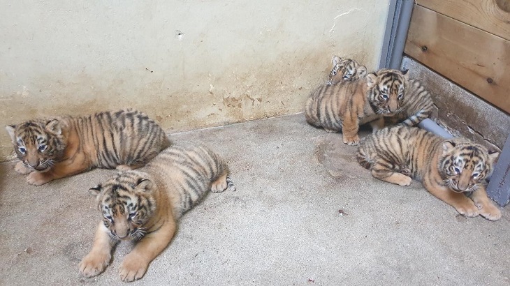 Near-extinct Siberian Tiger Gives Birth to Five Cubs