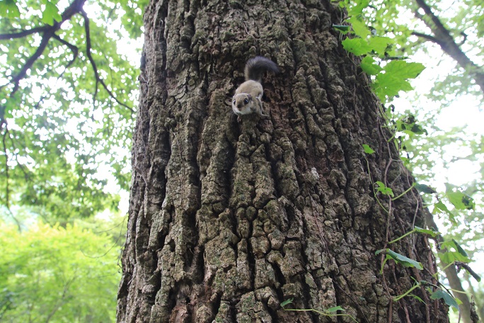 Flying Squirrel Rescued at Mount Jiri Returns to Wild After Full Recovery