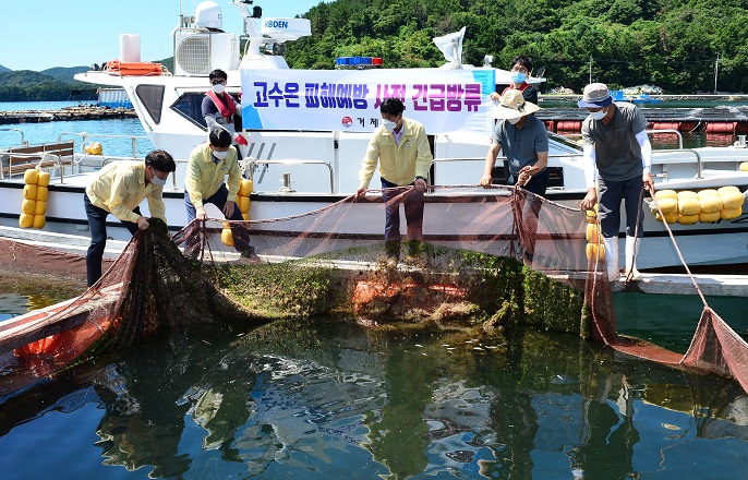 Fish Farms Release Fry into Sea to Prevent Massive Death from Hot Sea Water Temperature