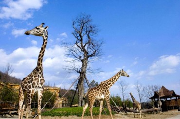 World’s ‘Most Fertile’ Giraffe Celebrates 35th Birthday