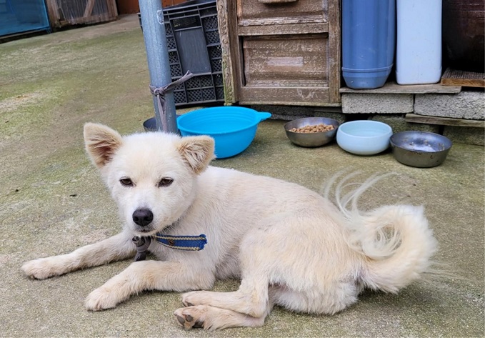 Lost Woman Returns Home Thanks to Pet Dog