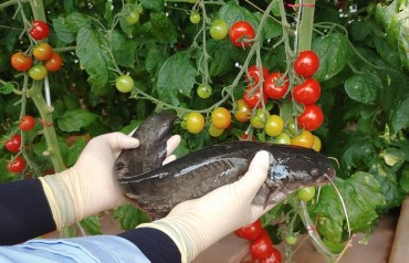 Combination of Catfish Farming with Cherry Tomato Cultivation Boosts Yields