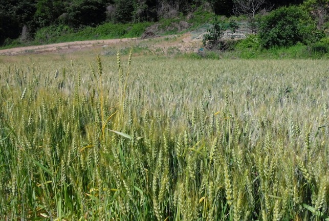 S. Korea to Up Self-sufficiency of Grains, Cut Carbon Emissions at Farms