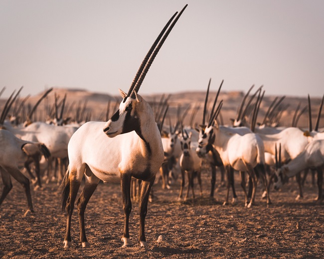 Meet the Six Incredible Animals You Didn’t Know were in Qatar