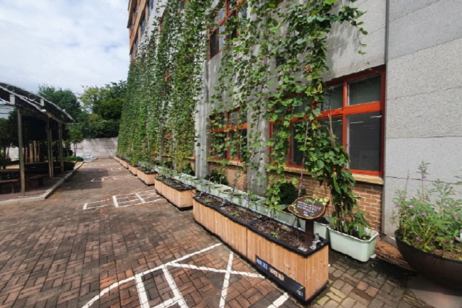 Elementary School’s Curtain Vine Popular in the Community