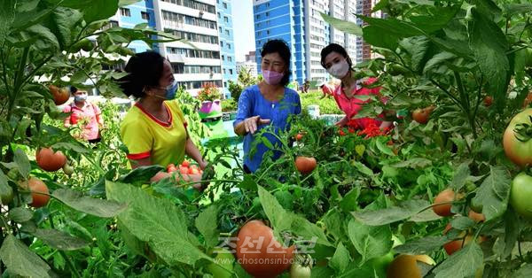 N. Korea Introduces ‘Rooftop Farm’ with Artificial Pond