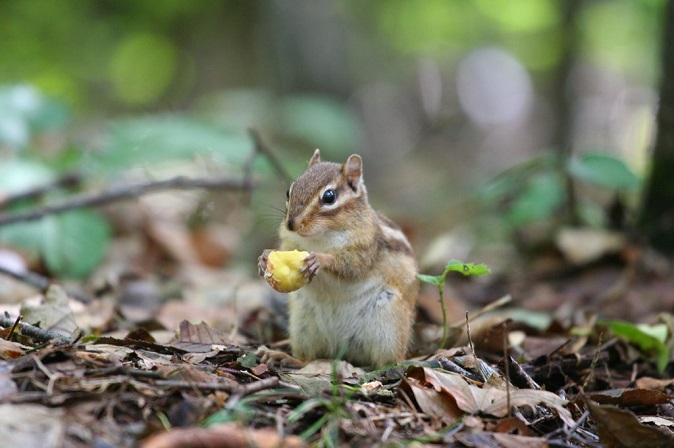 University Towns Step Up to Prevent Residents from Collecting Acorns on Campus