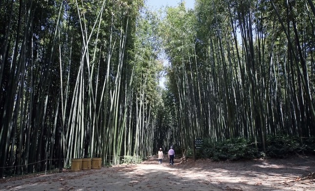 Tourists walk along the Philosopher's Path at Juknokwon bamboo forest in Damyang County, 344 kilometers south of Seoul, on July 14, 2020. (Yonhap)