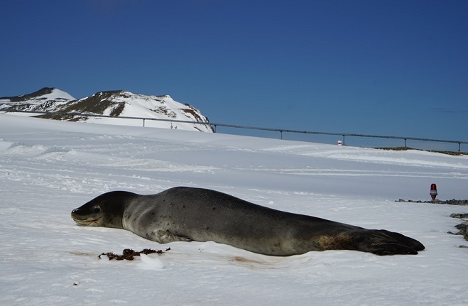 Polar Researchers Record Sound to Protect Marine Ecosystem