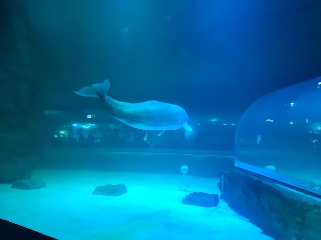 A beluga whale at the aquarium at Lotte World in Seoul. (Yonhap)