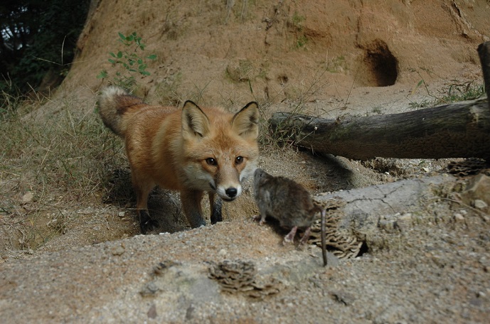 Korea National Park Service to Protect Sobaeksan Foxes from Illegal Traps