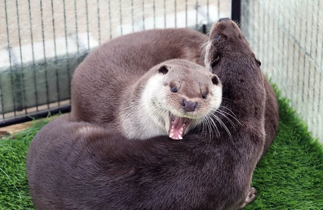 LG Household Installs Playground for Endangered Otters at Han River