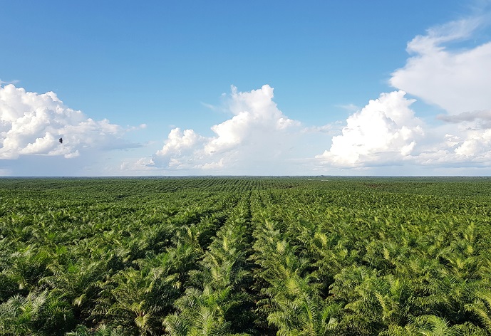 This photo, provided by POSCO International Corp. on Dec. 8, 2021, shows its palm oil plantation in Indonesia.