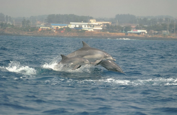 Ocean Ministry Steps Up to Protect Bottlenose Dolphins