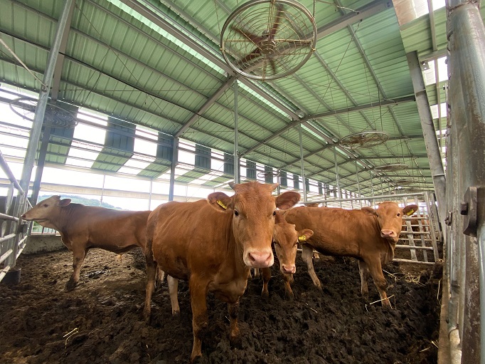 A herd of cattle rest under fans at a farm in Gimhae, 449 kilometers south of Seoul, on July 14, 2021. (Yonhap)