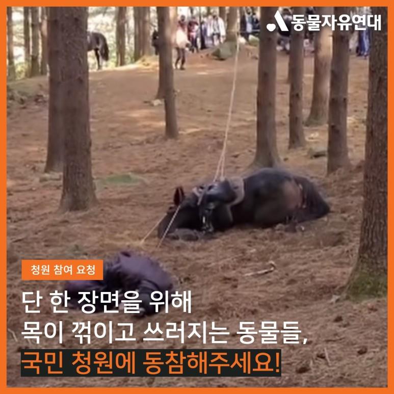 This image provided by the Korean Animal Walfare Association shows a horse falling during filming.