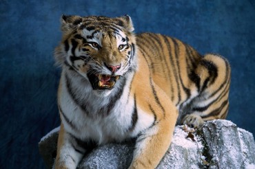 Deceased Siberian Tiger Returns as Taxidermied Specimen