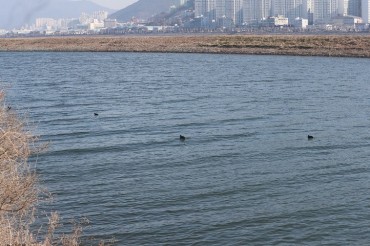 Migratory Bird Habitat in Busan Threatened by Abandoned Cats