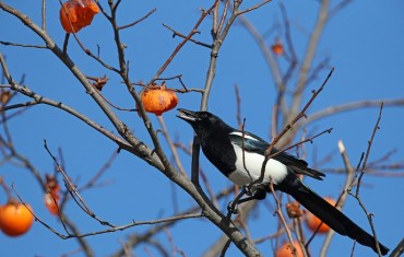 Magpies Account for 70 pct of All Bird-led Blackouts over 3 Years