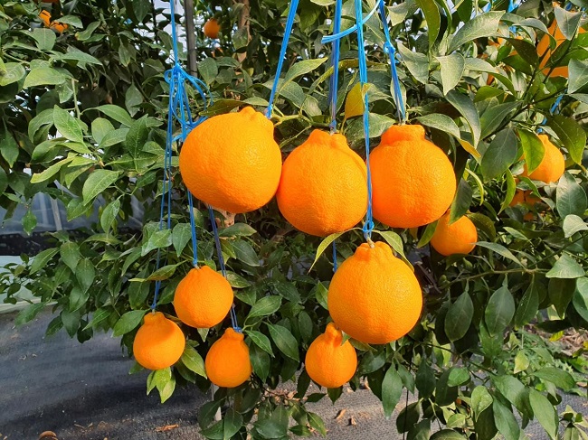 Gyeongju Farmers Grow Greater Variety of Subtropical Fruits