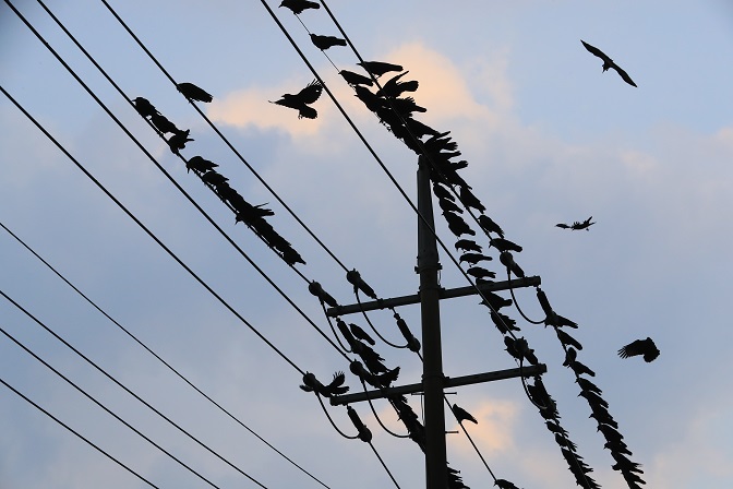 Rooks are lined up on utility lines in Jeju Island on Feb. 18, 2022. (Yonhap)
