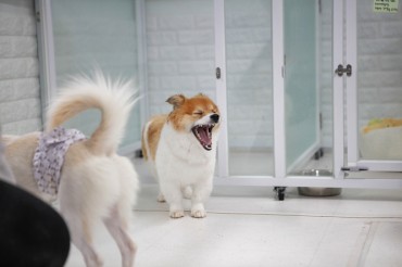 Seoul City to Add More Animal Adoption Centers