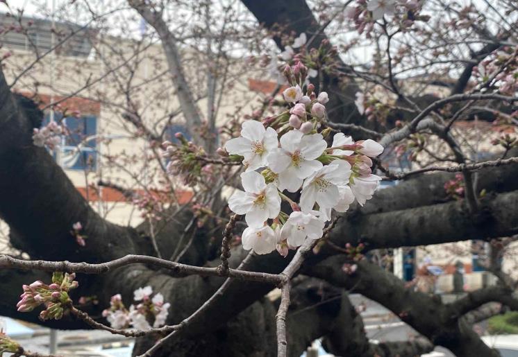 This photo released the Jeju Regional Meteorological Administration shows the season's first cherry blossom on the southern island of Jeju on March 25, 2022.