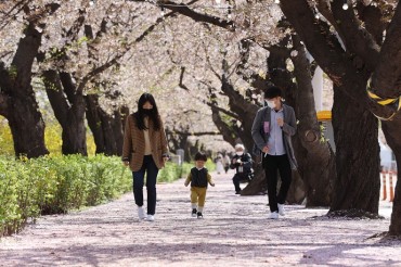Cherry Blossom Street in Yeouido to Welcome Visitors This Year but Without Festival