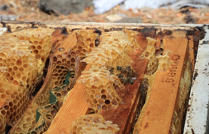 Recent Die-off of Bees Attributed to Abnormal Weather Conditions: Study