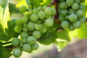 AM FRESH and RIO BLANCO Announce a Joint Venture in Mexico on Sustainable Table Grape Farming, Unlocking Farming Expansion in Mexico to Expand Production Windows and Meet the Growing Global Demand of Patented Table Grape Varieties