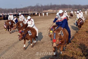 Bulls Replace Horses in N. Korean Race
