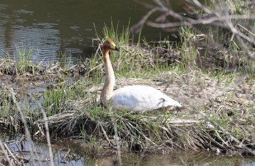Whooper Swan Stays in Gangneung Past Migratory Season