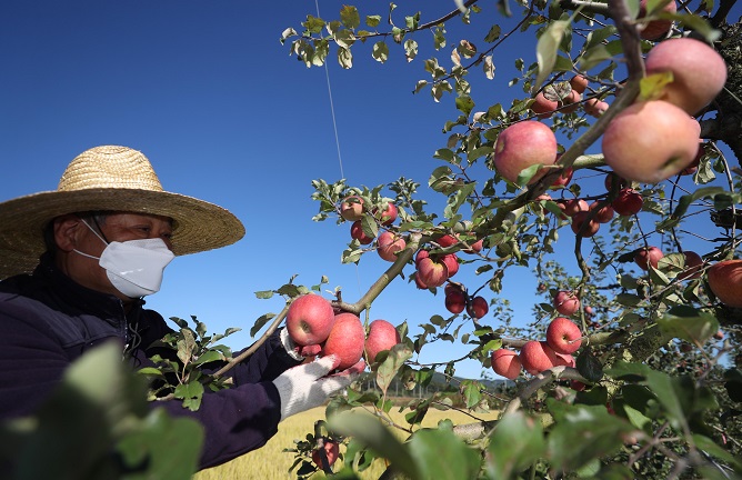 Apple, Pear and Peach Orchards to Drastically Shrink Over Next 70 Years