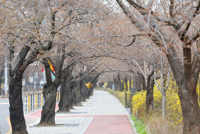 Cherry blossom trees have yet to be in full bloom in Seoul's Yeouido district on March 30, 2022. (Yonhap)