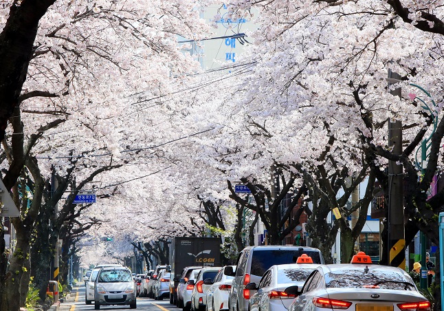 Cherry blossoms are in full bloom on a road of the southern island of Jeju on April 2, 2022. (Yonhap)