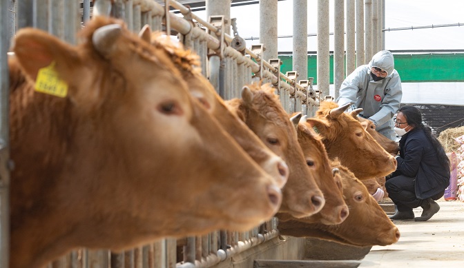 A vet administers foot-and-mouth disease vaccines to cows at a farm in Yongin, 49 kilometers south of Seoul, on April 5, 2022, as the Gyeonggi provincial government has started a vaccination program against the animal disease. (Pool photo) (Yonhap)