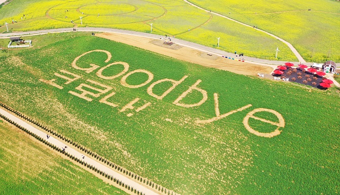 This photo, taken April 17, 2022, shows the phrase "Goodbye, coronavirus" in a rye field in Anseong, south of Seoul, as the country is set to lift almost all social distancing rules this week. (Yonhap)