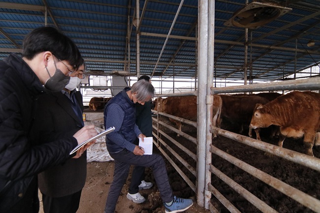 This photo provided by Jeonbuk National University shows researchers checking cattle at a farm.