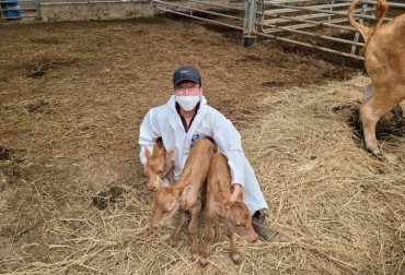 Cow Gives Birth to Triplet Calves