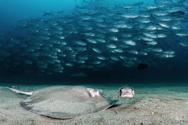 Winners Announced for the Ninth Annual United Nations World Oceans Day Photo Competition