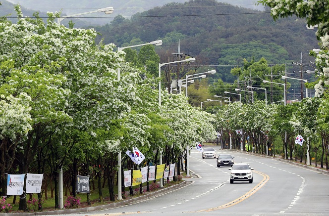 Trees on a street in the southwestern city of Gwangju. (Yonhap) 
